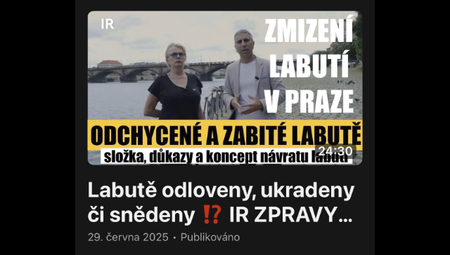 Labutě v Praze a jejich zmizení